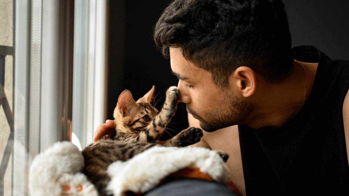 Low-maintenance pets for solo living - Cats A charming display of companionship with a cat, one of perfect low-maintenance pets for solo living, as it playfully taps its owner's nose with a gentle paw touch.