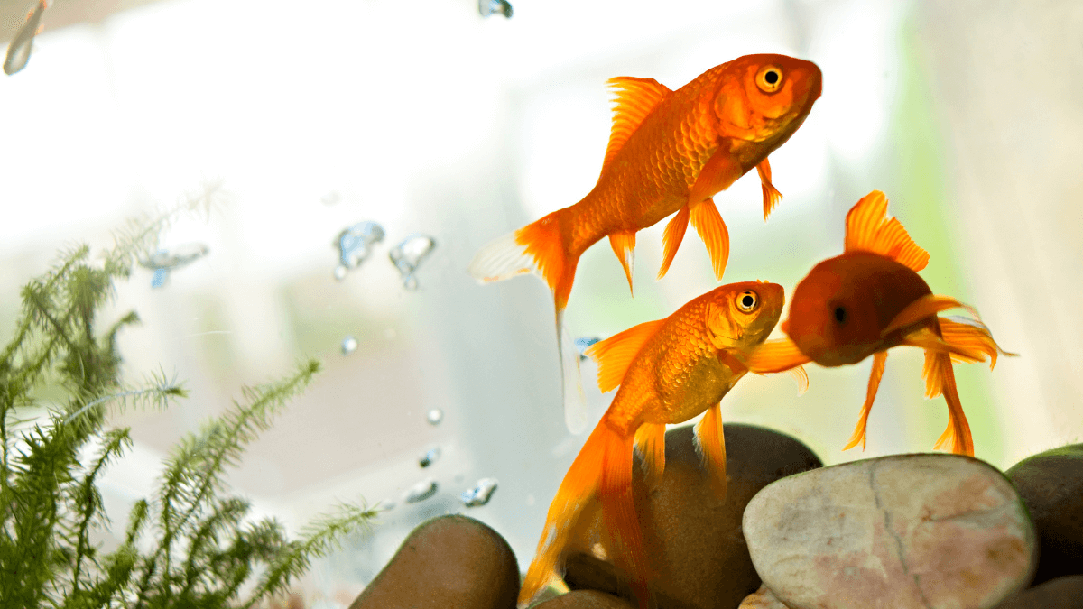 Low-maintenance pets for solo living - Goldfish