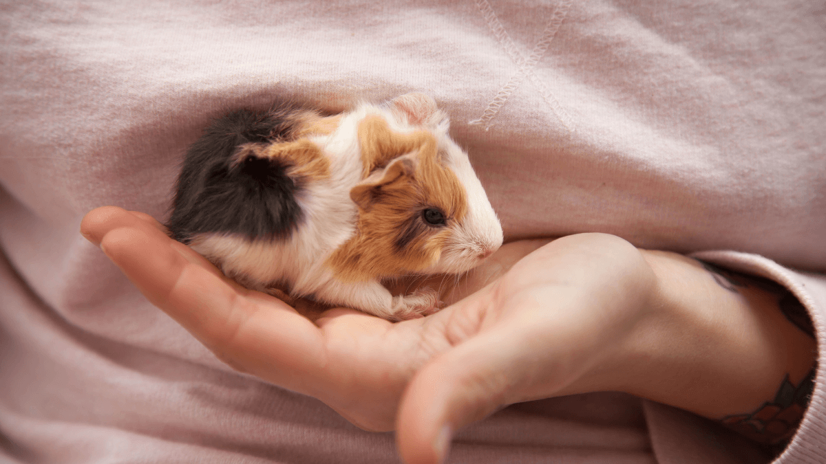 Low-maintenance pets for solo living - Guinea Pigs