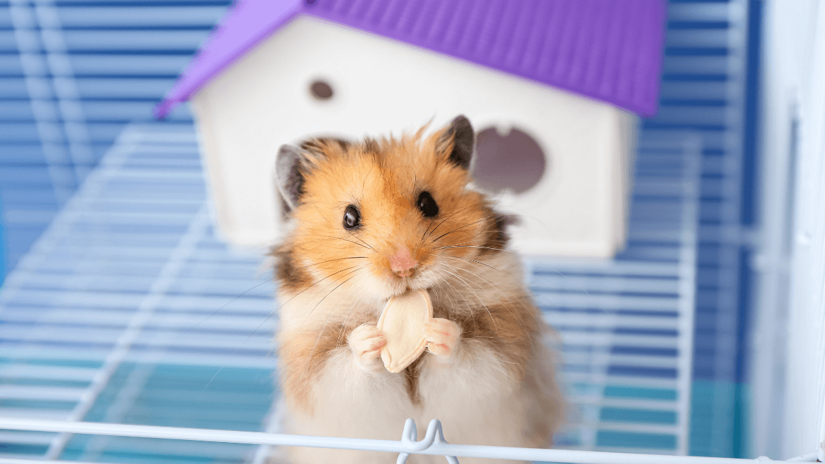 Low-maintenance pets for solo living - Hamsters