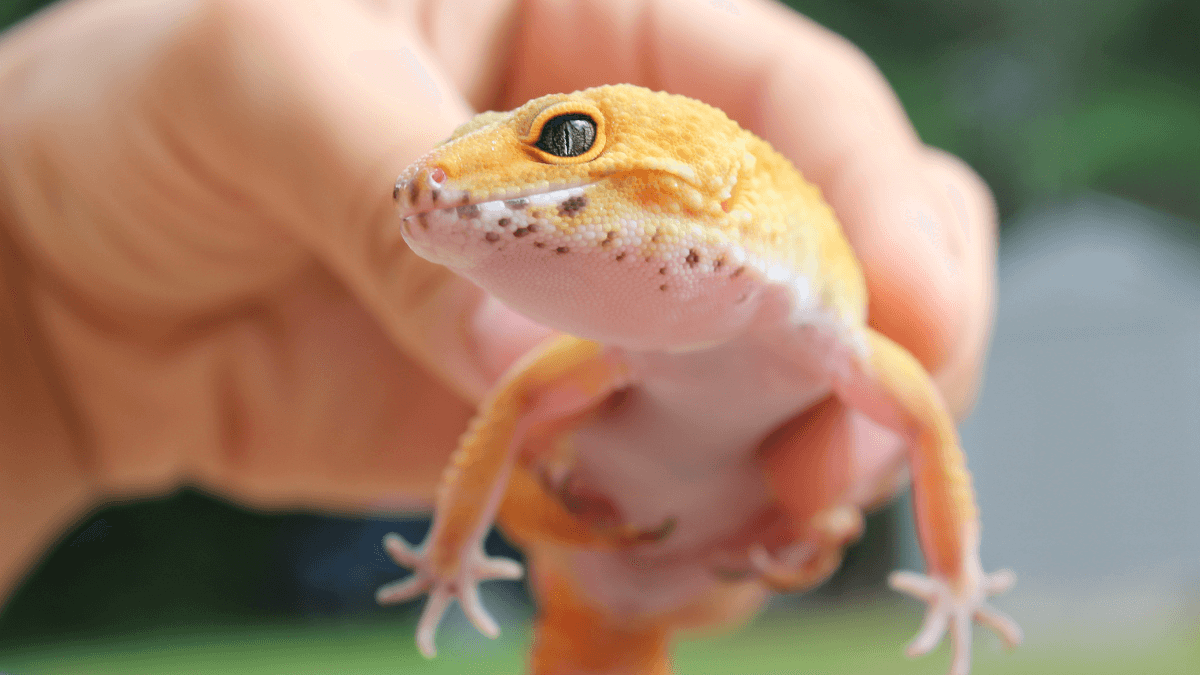 Low-maintenance pets for solo living - Leopard Gecko